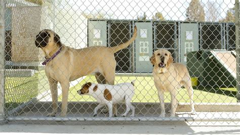 Dog boarding cost. Things To Know About Dog boarding cost. 